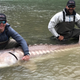 Photo Credit: Sturgeon Slayers